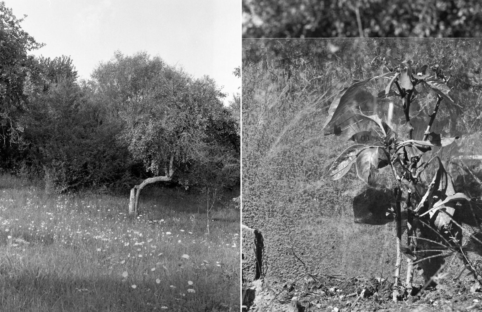 Kromě rodiny a kulis žitého světa Tereza Foldynová ráda tematizuje přírodní entity vlastní zahrady, stromy, listí, jehličí a rostliny