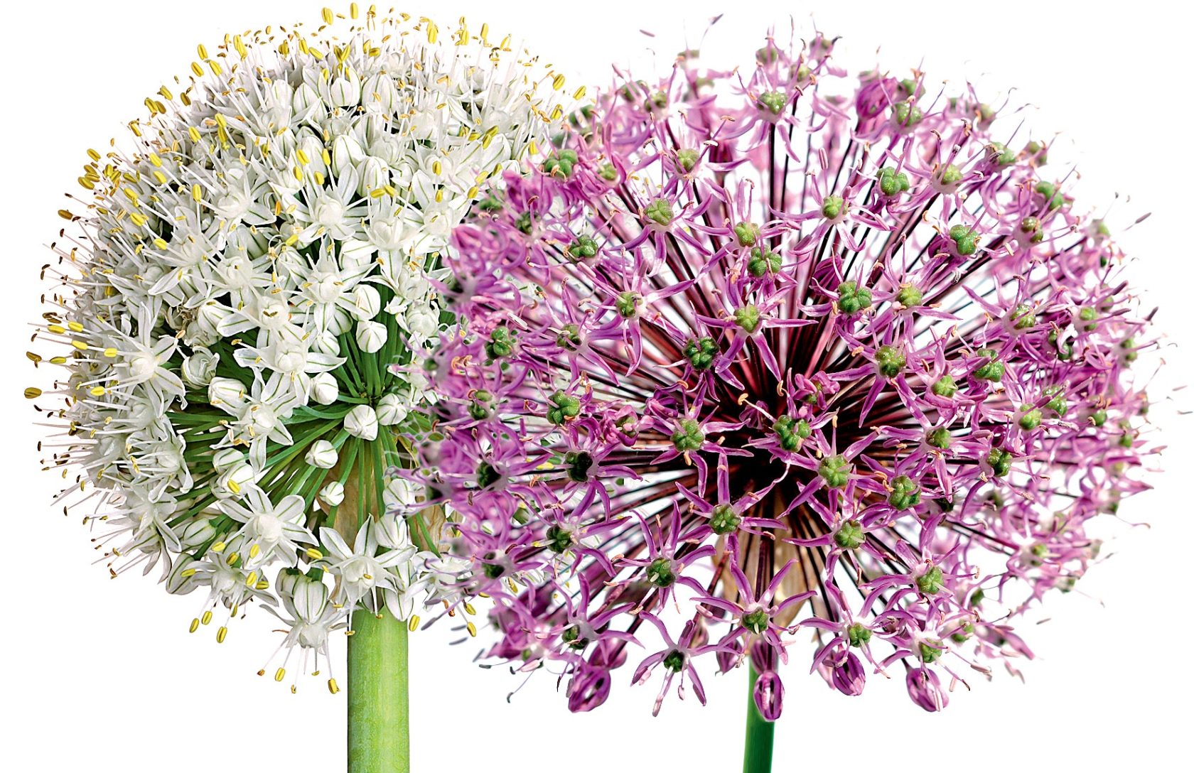 PRSKAVKY Květy okrasného česneku (Allium sphaerocephalon) vypadají jako právě vybuchující ohňostroj.  Vyletí vzhůru na vysokém stonku, rozzáří se a kvetou několik dnů. Vydrží i ve váze.