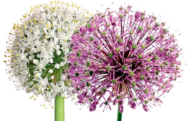 PRSKAVKY Květy okrasného česneku (Allium sphaerocephalon) vypadají jako právě vybuchující ohňostroj. Vyletí vzhůru na vysokém stonku, rozzáří se a kvetou několik dnů. Vydrží i ve váze.